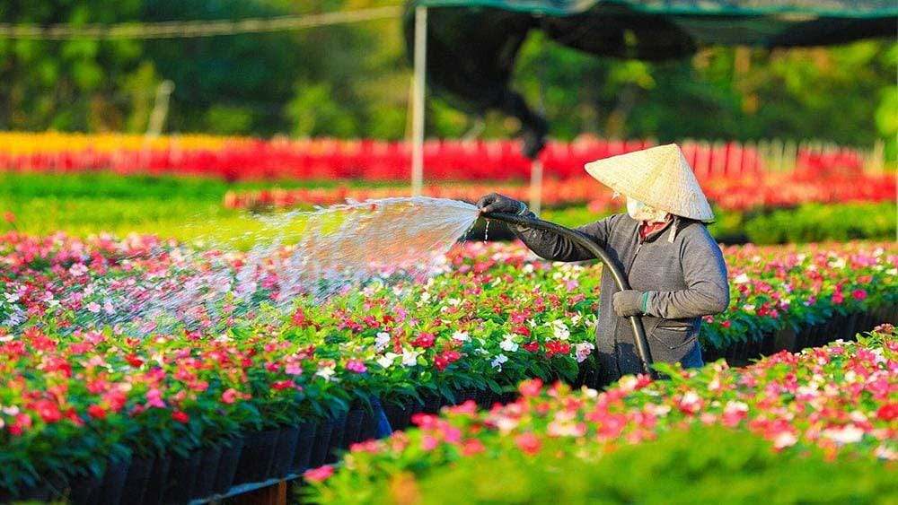 Tham quan làng hoa Hạ Lũng nổi tiếng miền Bắc